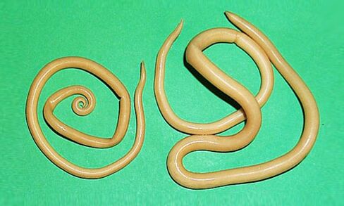 Roundworms are parasites harmful to the human body