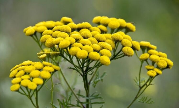 Tansy removes parasites from the body