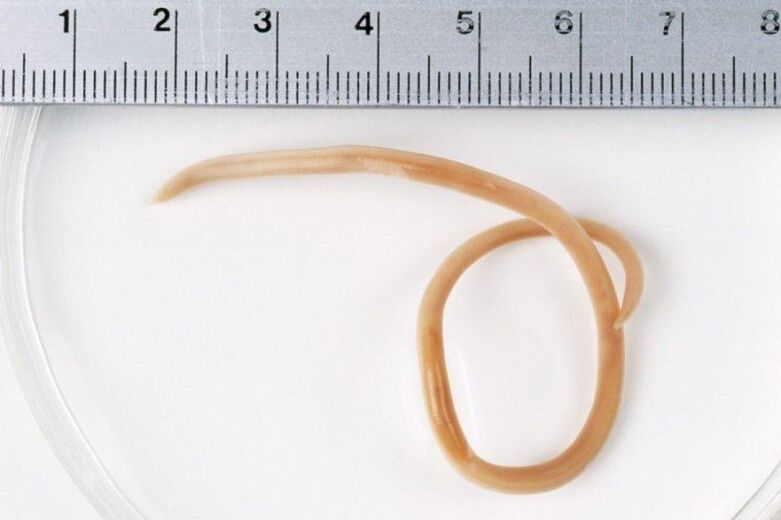 The size of the worm in the body