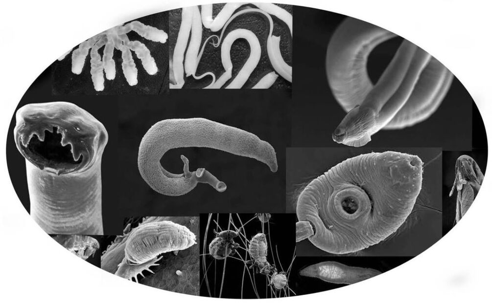 Parasite