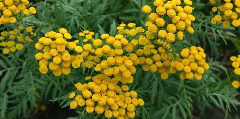 Tansy removes internal parasites