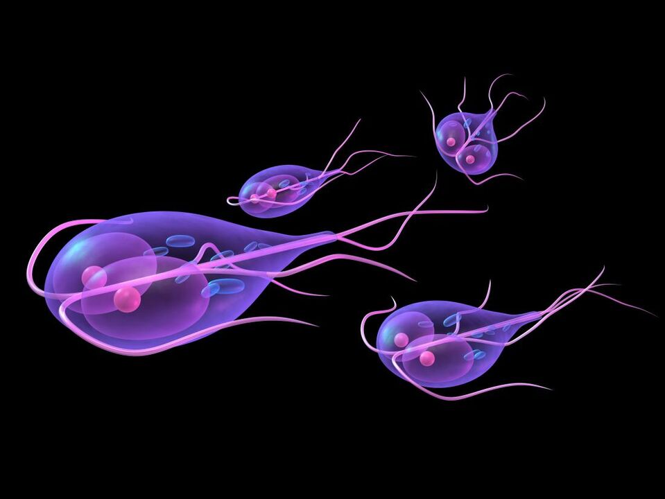 Giardia from humans