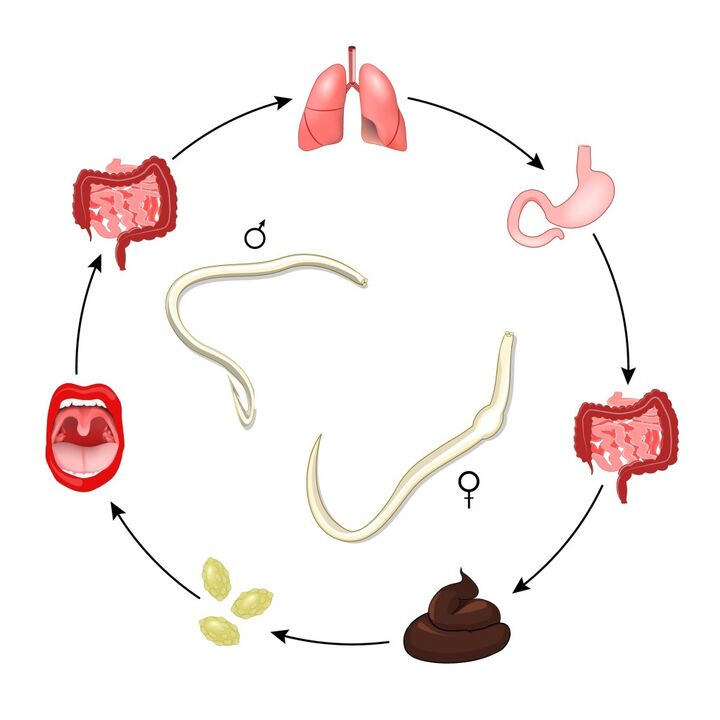 Roundworm life cycle